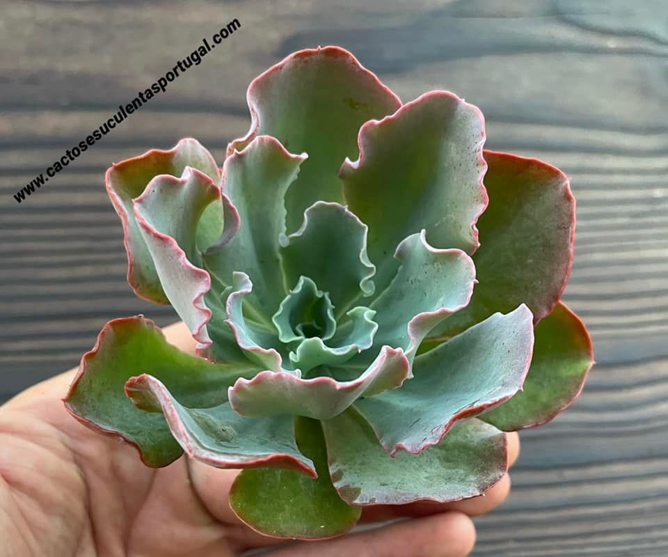 Echeveria 'Blue Curls'
