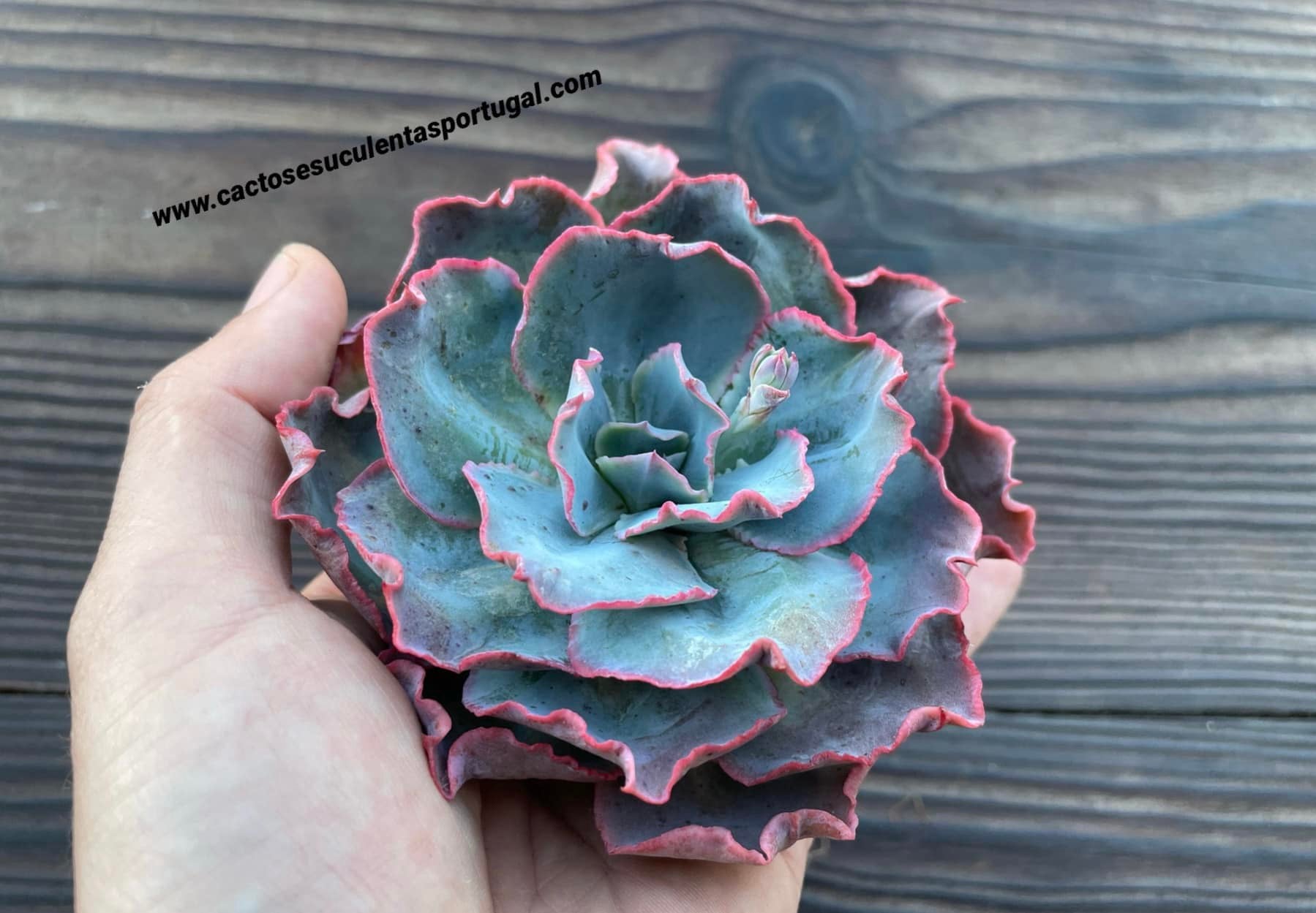 Echeveria 'Blue Jay'