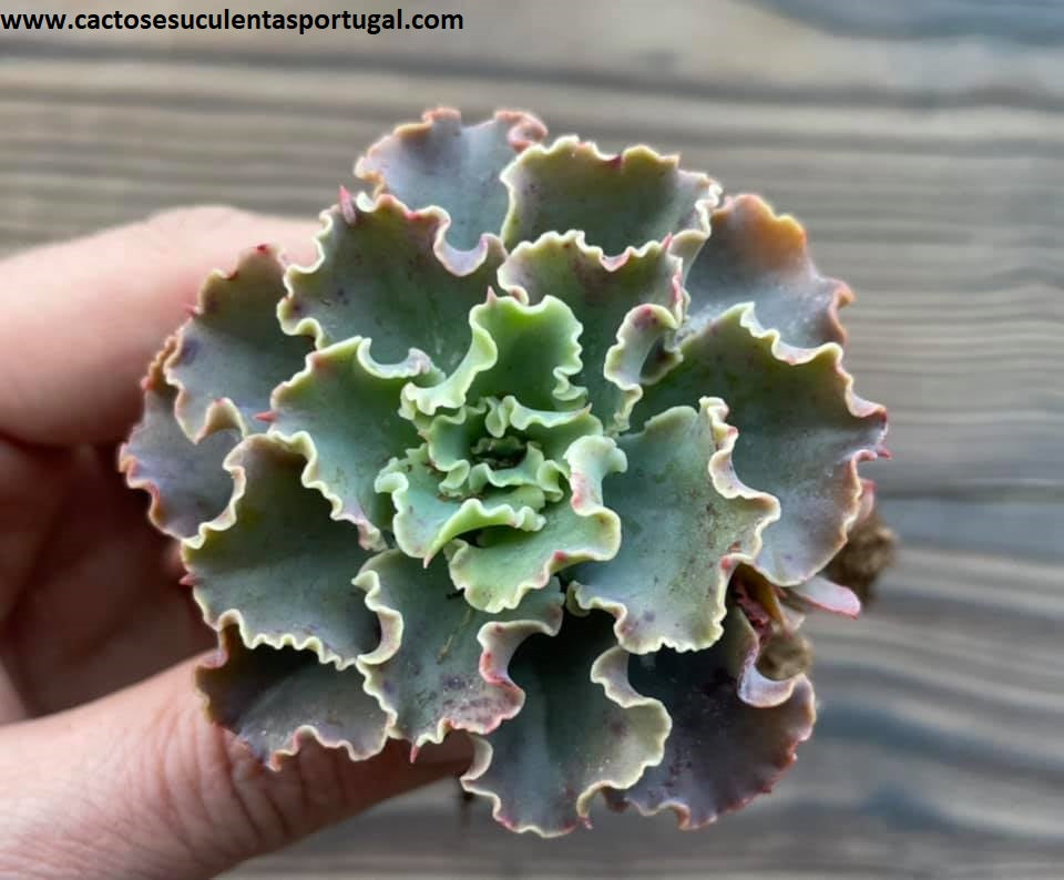 Echeveria 'Blue Waves'