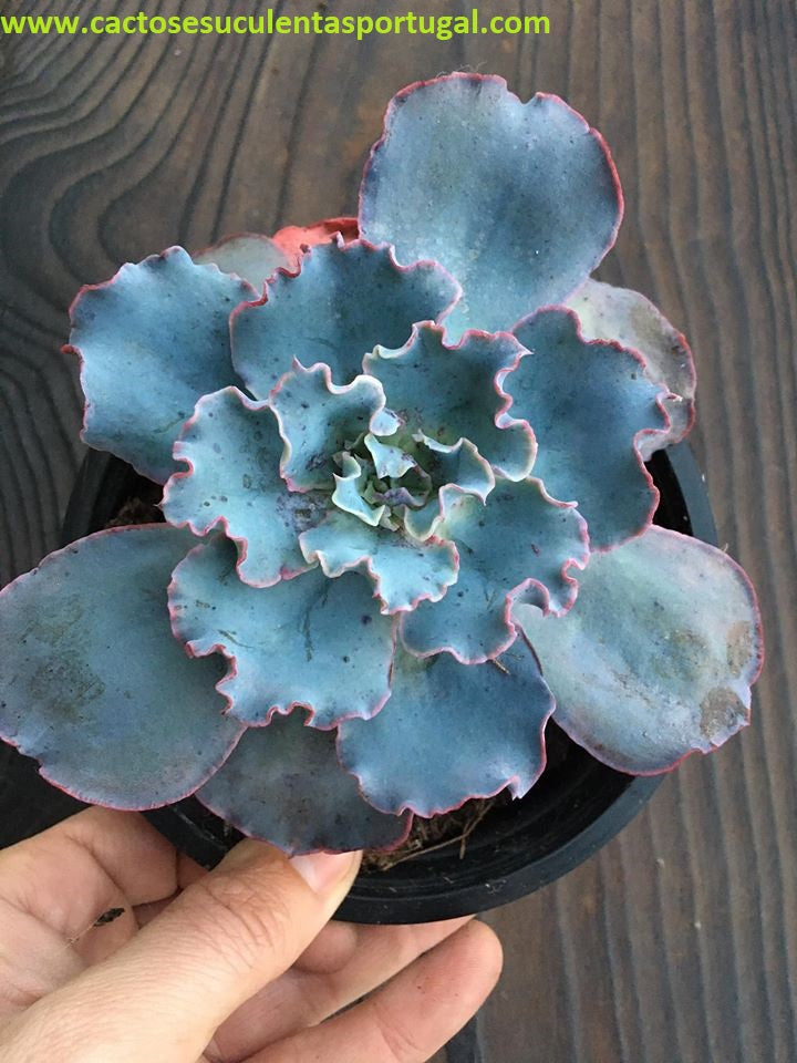 Echeveria Blue jay