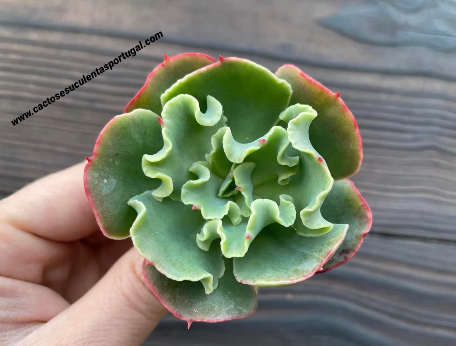 Echeveria 'Bluette'
