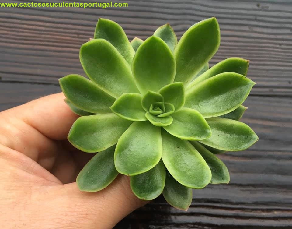 Echeveria 'Bob Jolly'