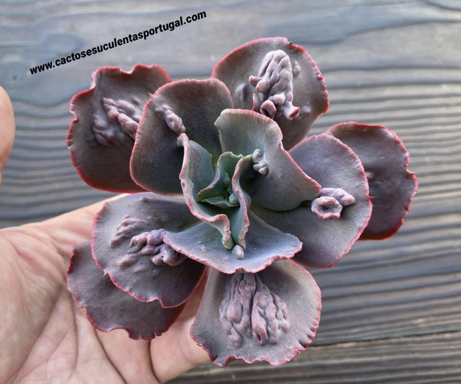 Echeveria 'Boton' hib.