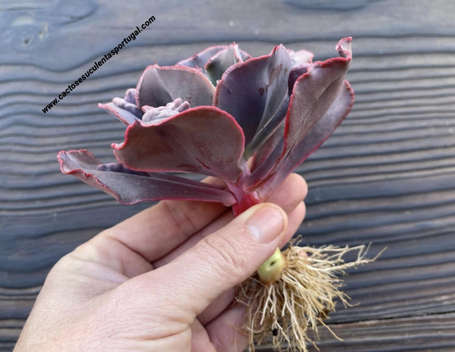 Echeveria 'Boton' hib.