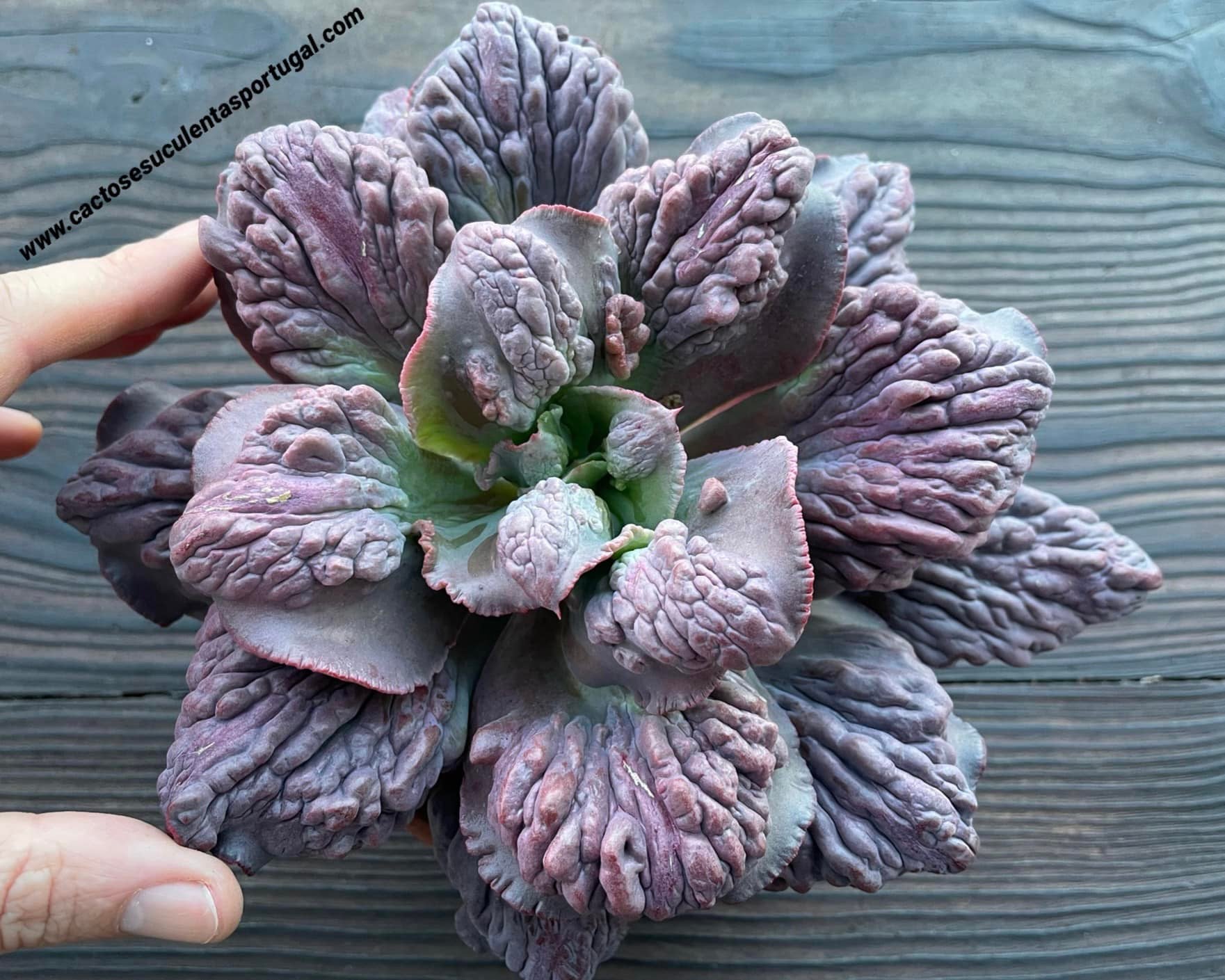 Echeveria 'Boton' hib. 
