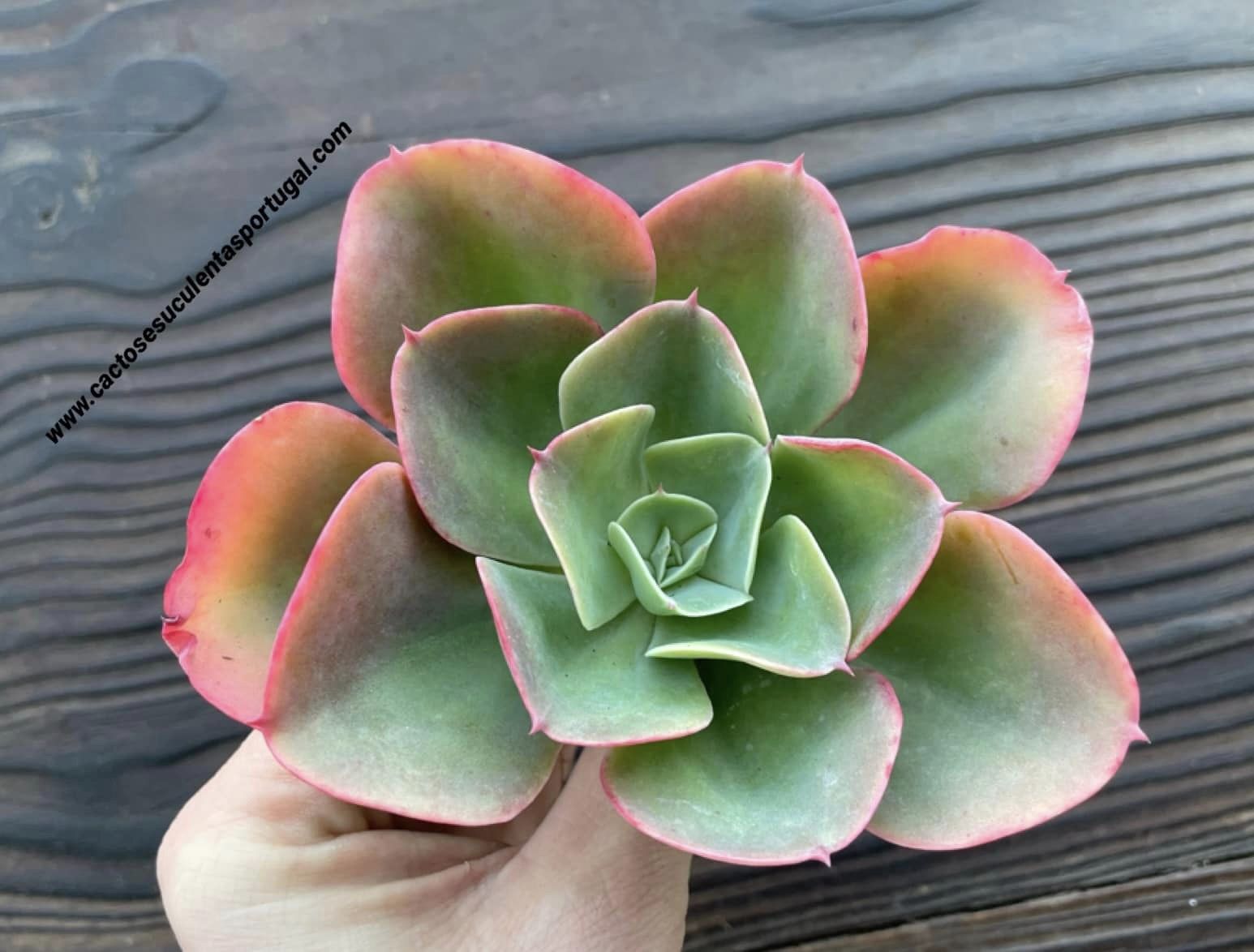 Echeveria 'Briar Rose'