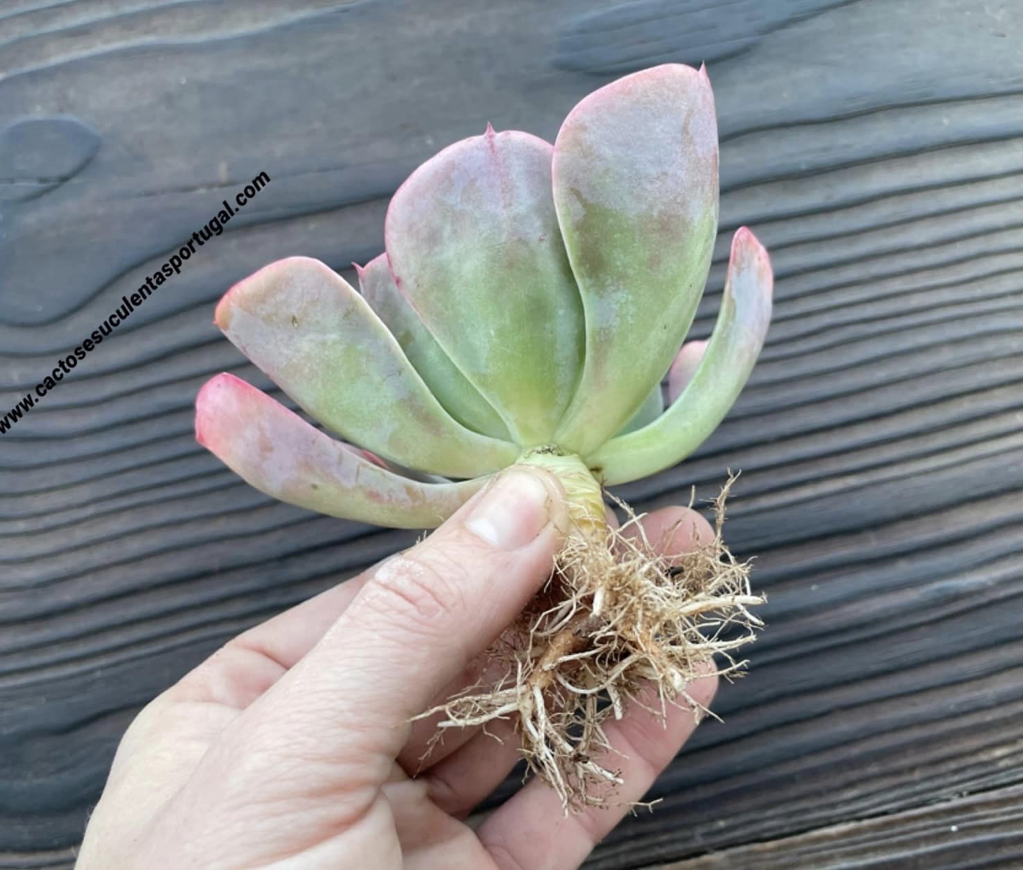 Echeveria 'Briar Rose'