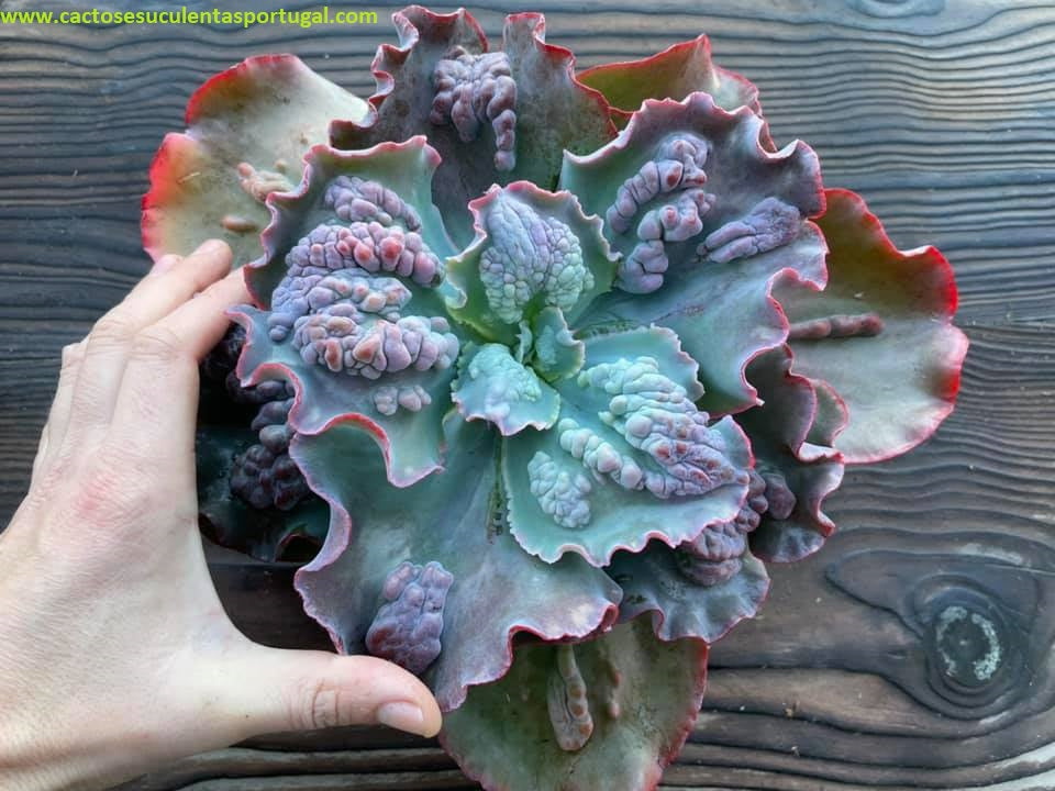Echeveria Bumps