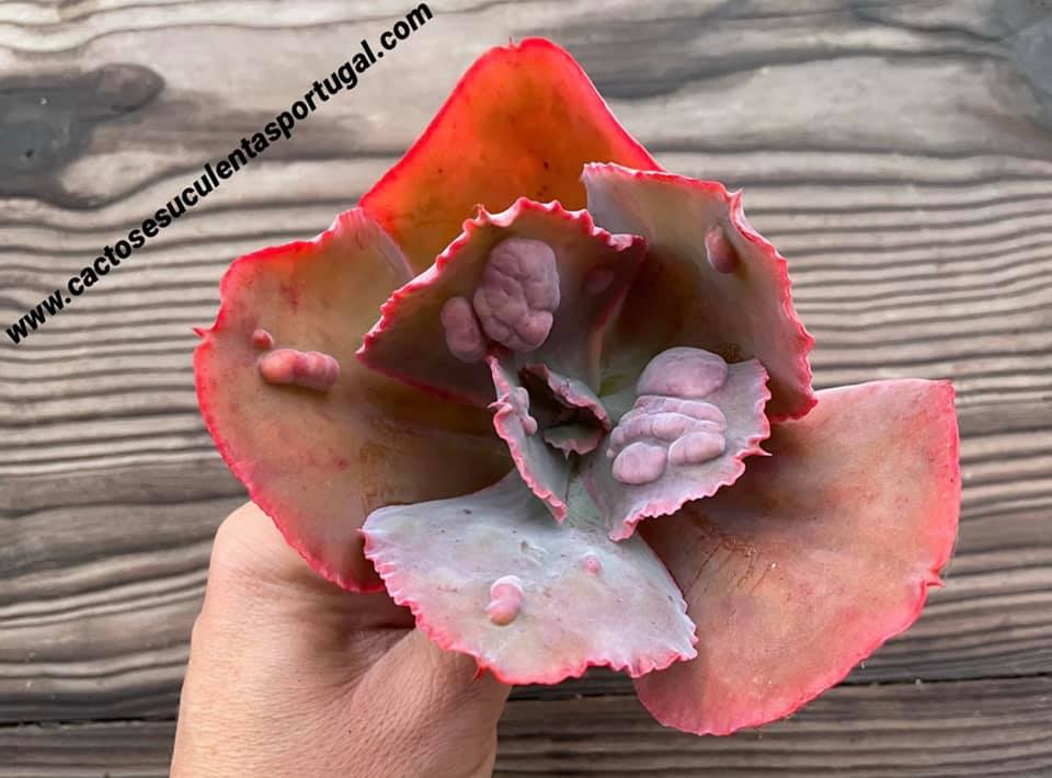 Echeveria 'Bumps'
