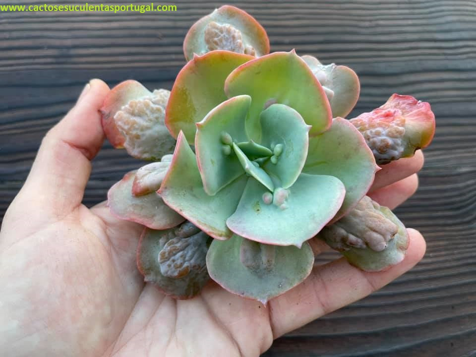 Echeveria 'Cameo'