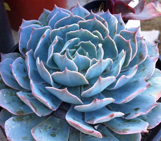 Echeveria Caribbean