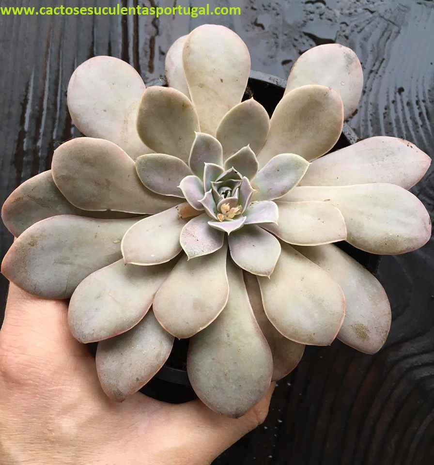 Echeveria Carnicolor