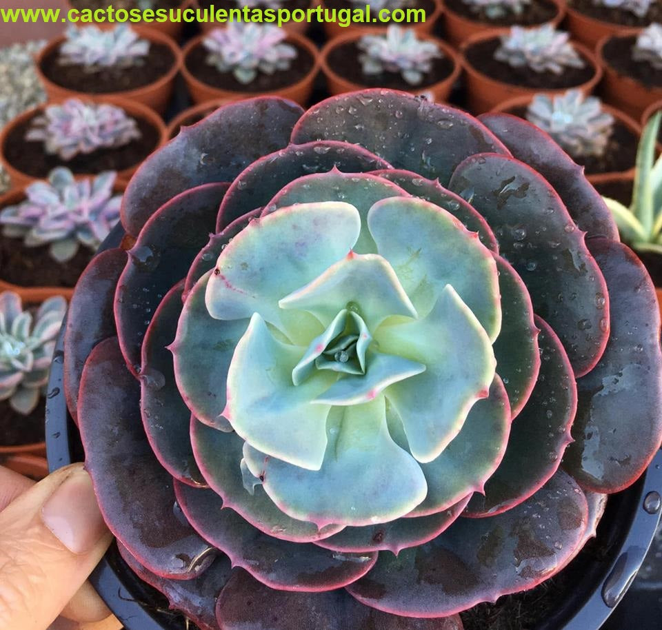 Echeveria Cassyz, 13cm Ø