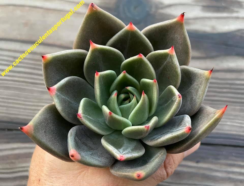 Echeveria 'Champagne'