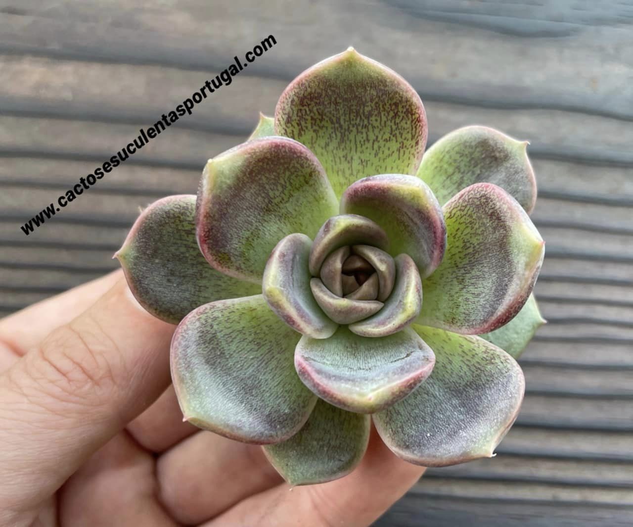 Echeveria ‘Chocolate mousse', vaso 8.5cm