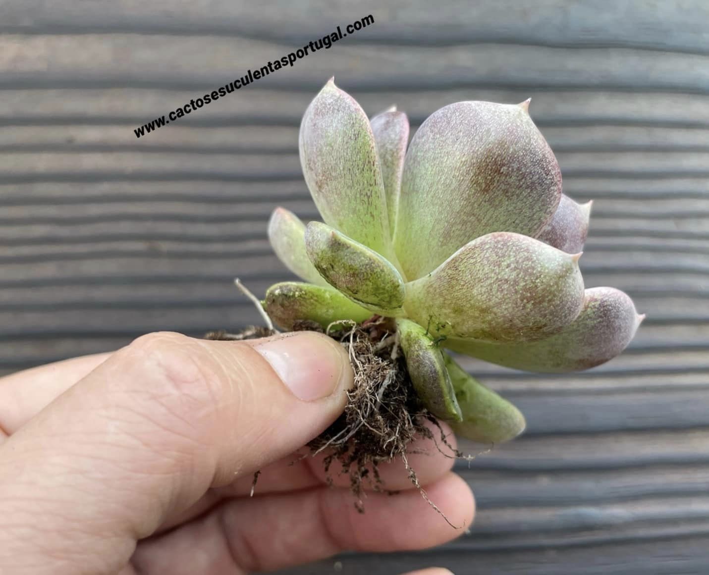 Echeveria ‘Chocolate mousse', vaso 8.5cm