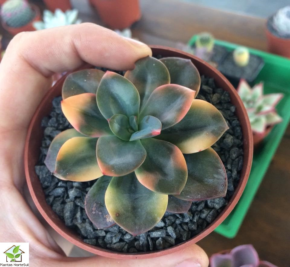 Echeveria Chroma