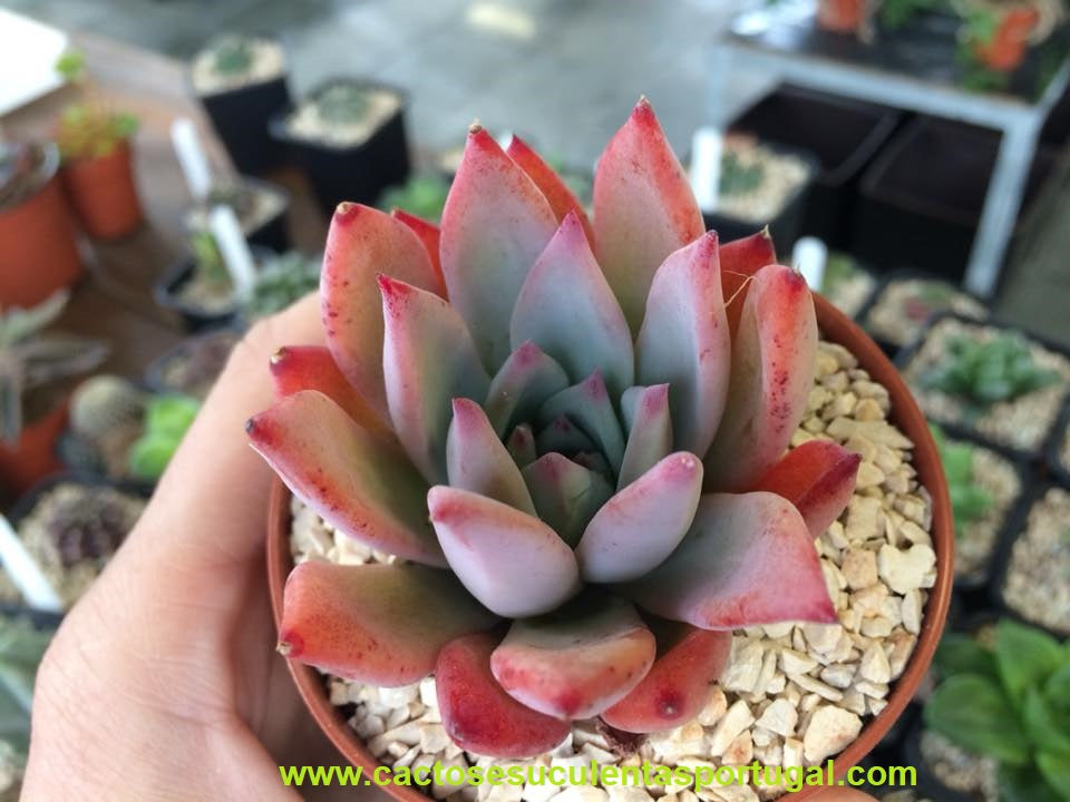 Echeveria Colorata Brandtii 