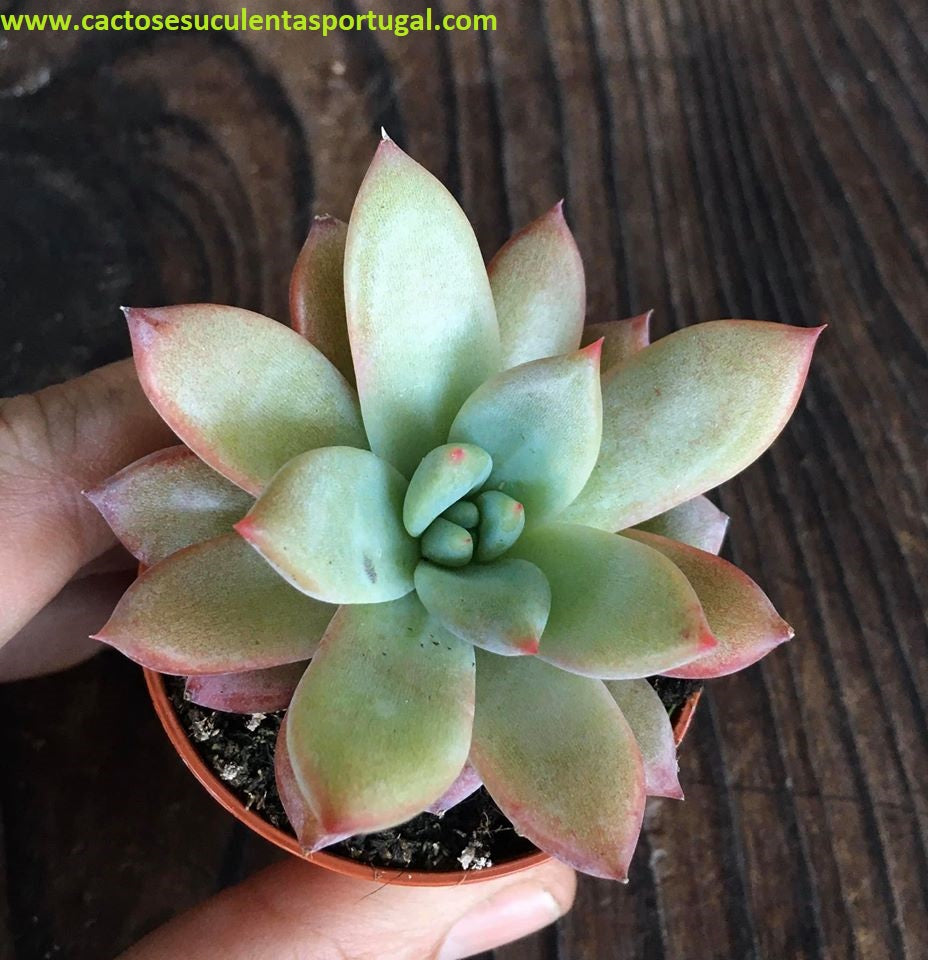 Echeveria Colorata f. Brandtii