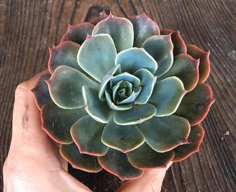 Echeveria Colorshift