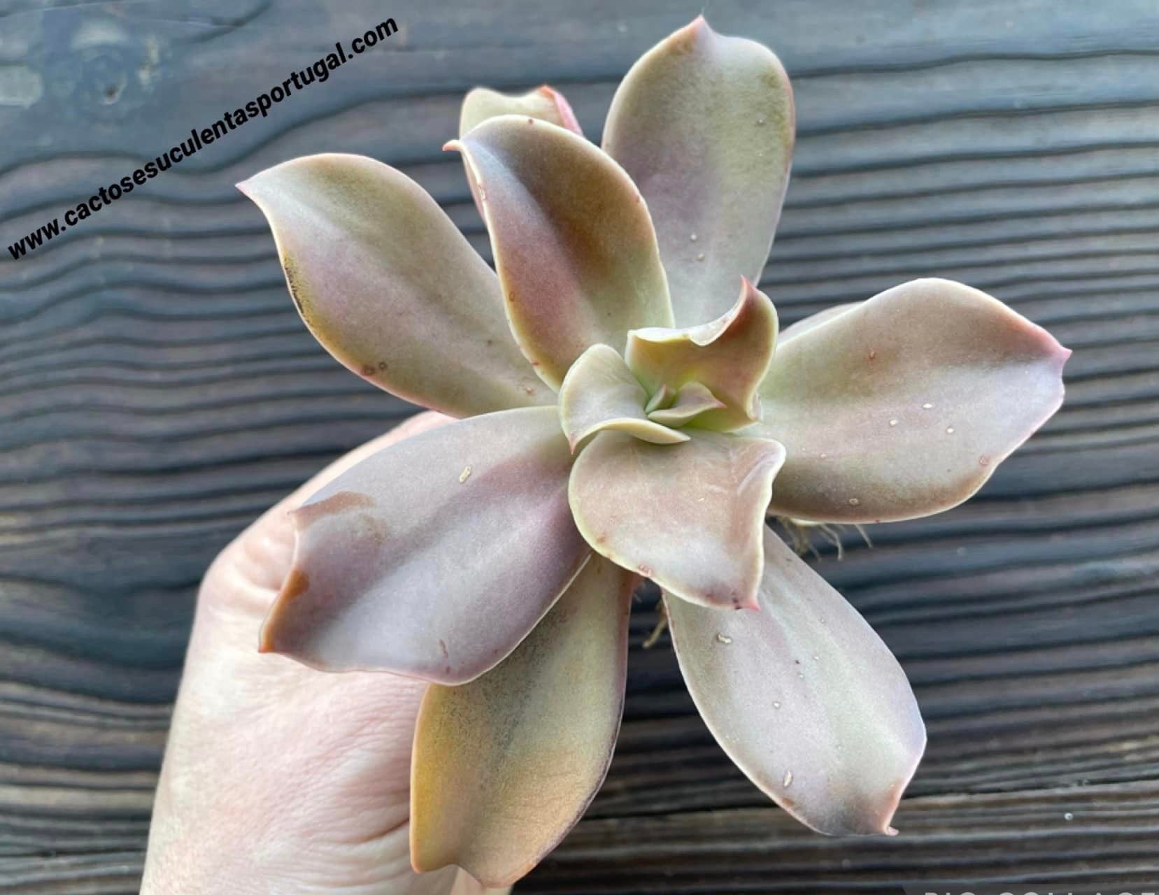 Echeveria 'Cream II'