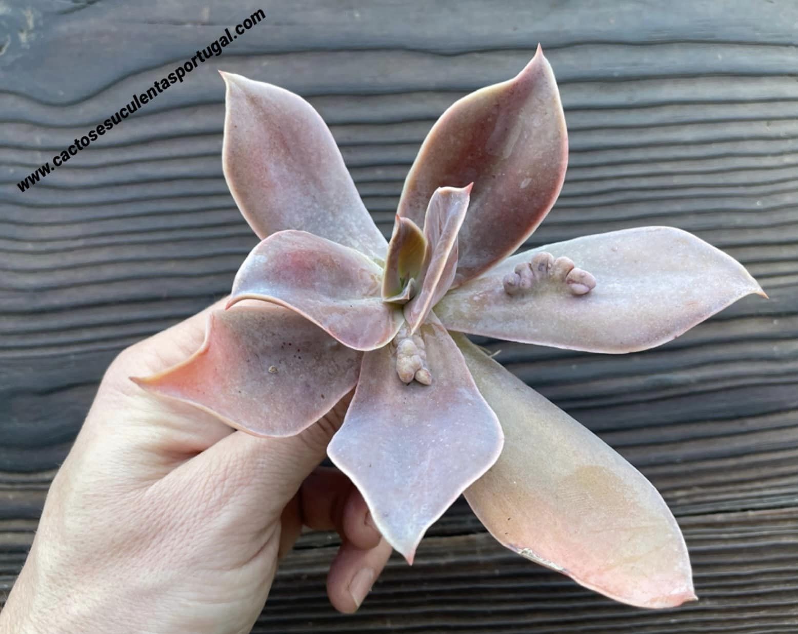 Echeveria 'Cream II' carúnculas