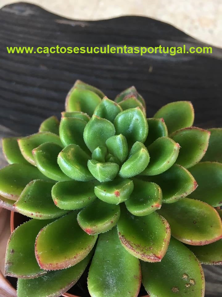 Echeveria Cremeria Chubs
