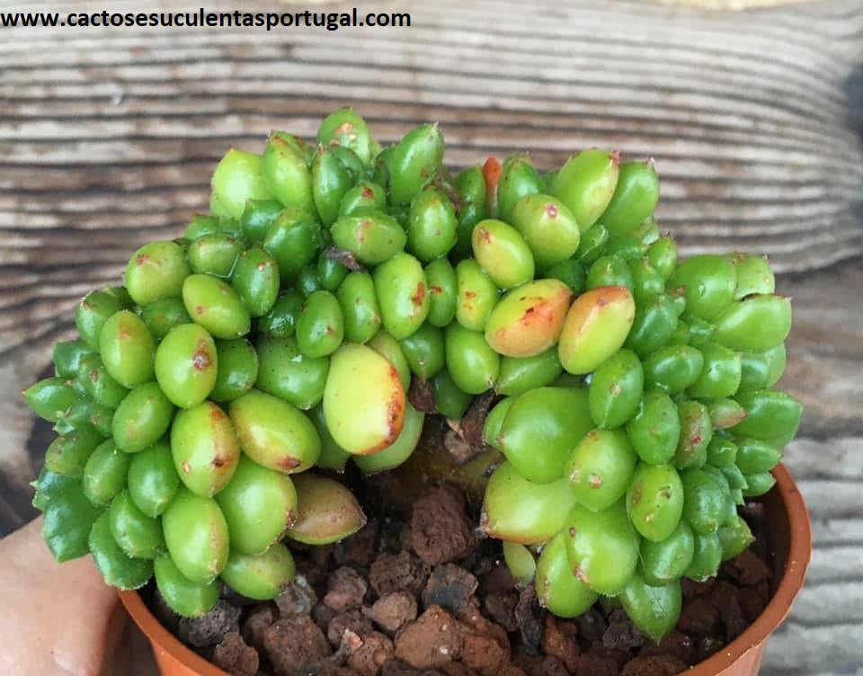 Echeveria Cremeria Chubs-Form. Cristata