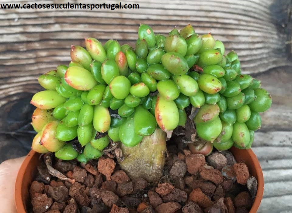 Echeveria Cremeria Chubs-Form. Cristata