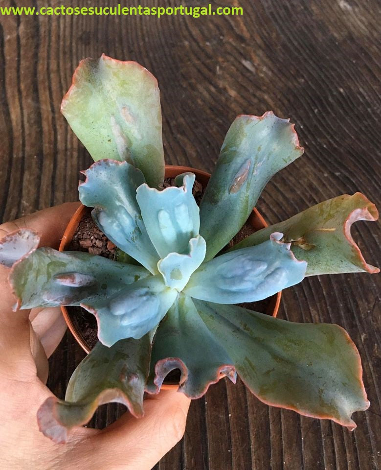 Echeveria Culibra