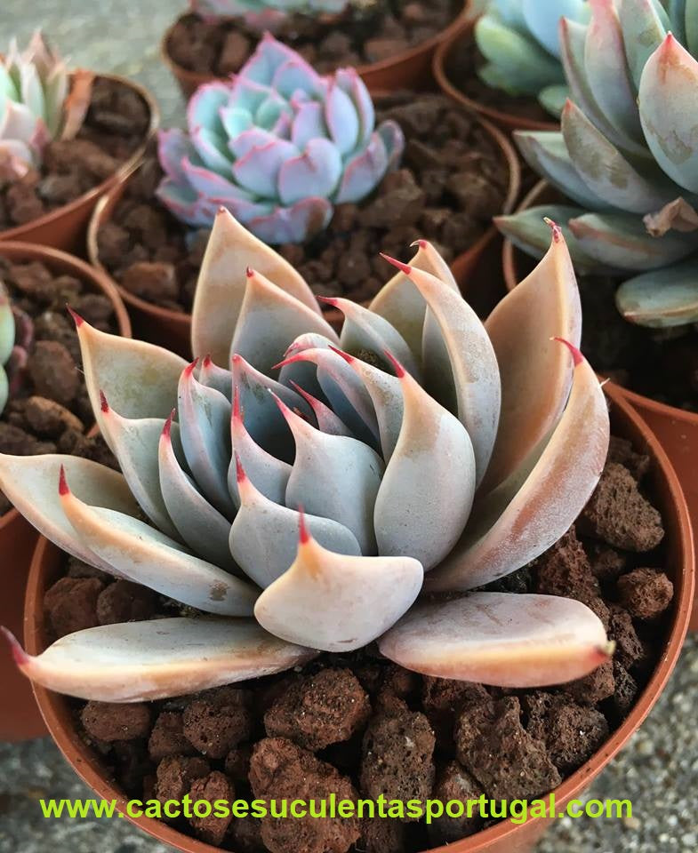 Echeveria Cuspidata Menchaca