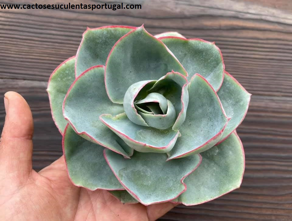 Echeveria 'Da Vinci Code'