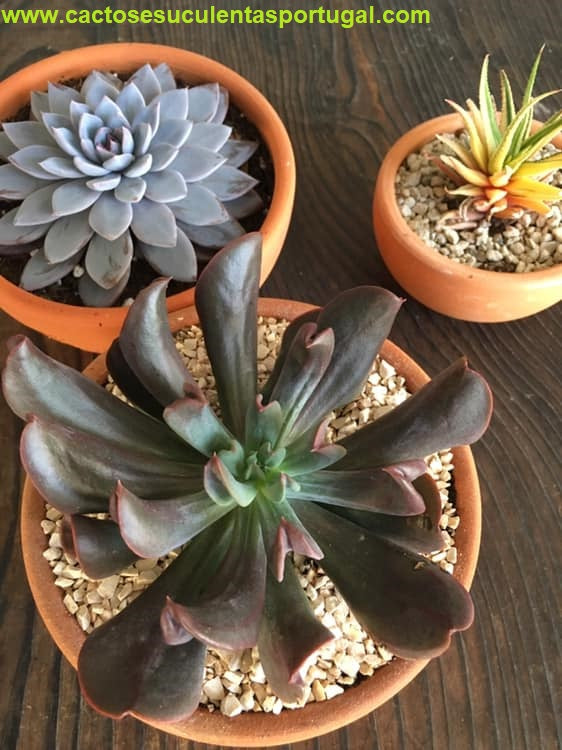 Echeveria Dark Vader aka Darkness Power diablo