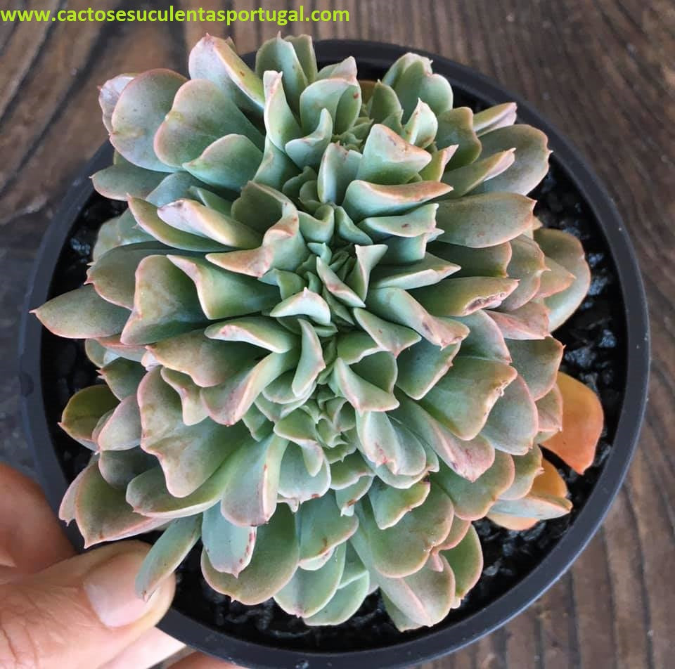 Echeveria Dark Vader aka Darkness Power form. Cristata