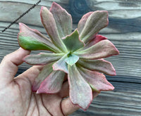 Echeveria 'Diamond State' variegated