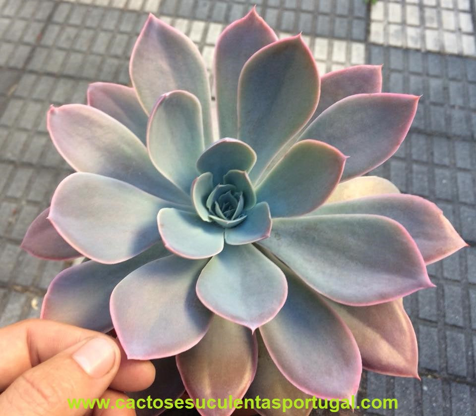 Echeveria Domingo