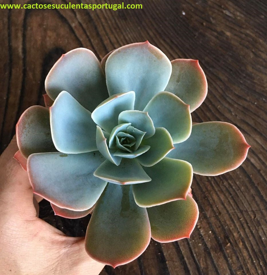 Echeveria Domingo
