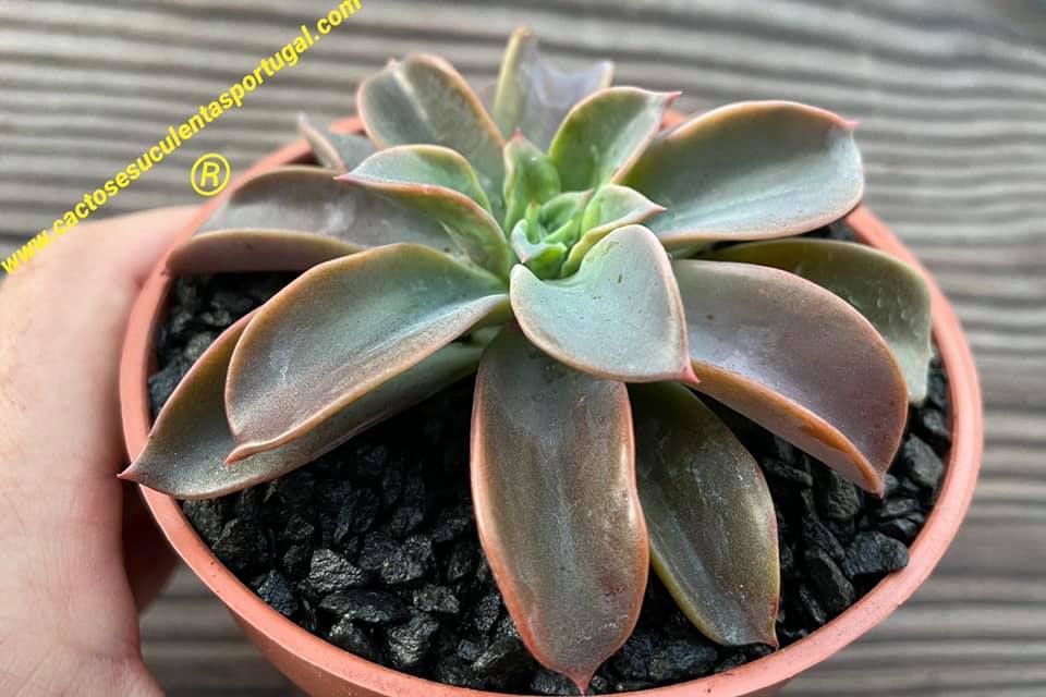 Echeveria 'Dona Maria'