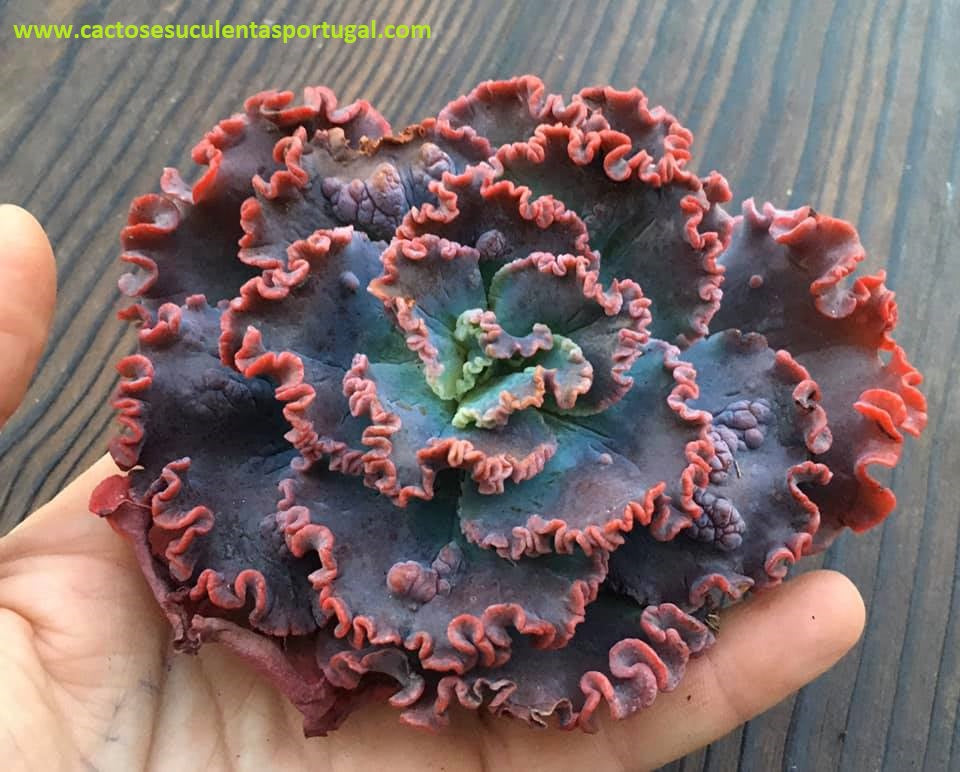 Echeveria Doublette compact form.