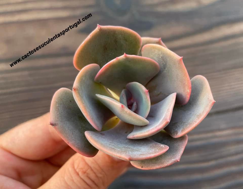 Echeveria 'Dusty Rose'