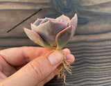 Echeveria 'Dusty Rose'