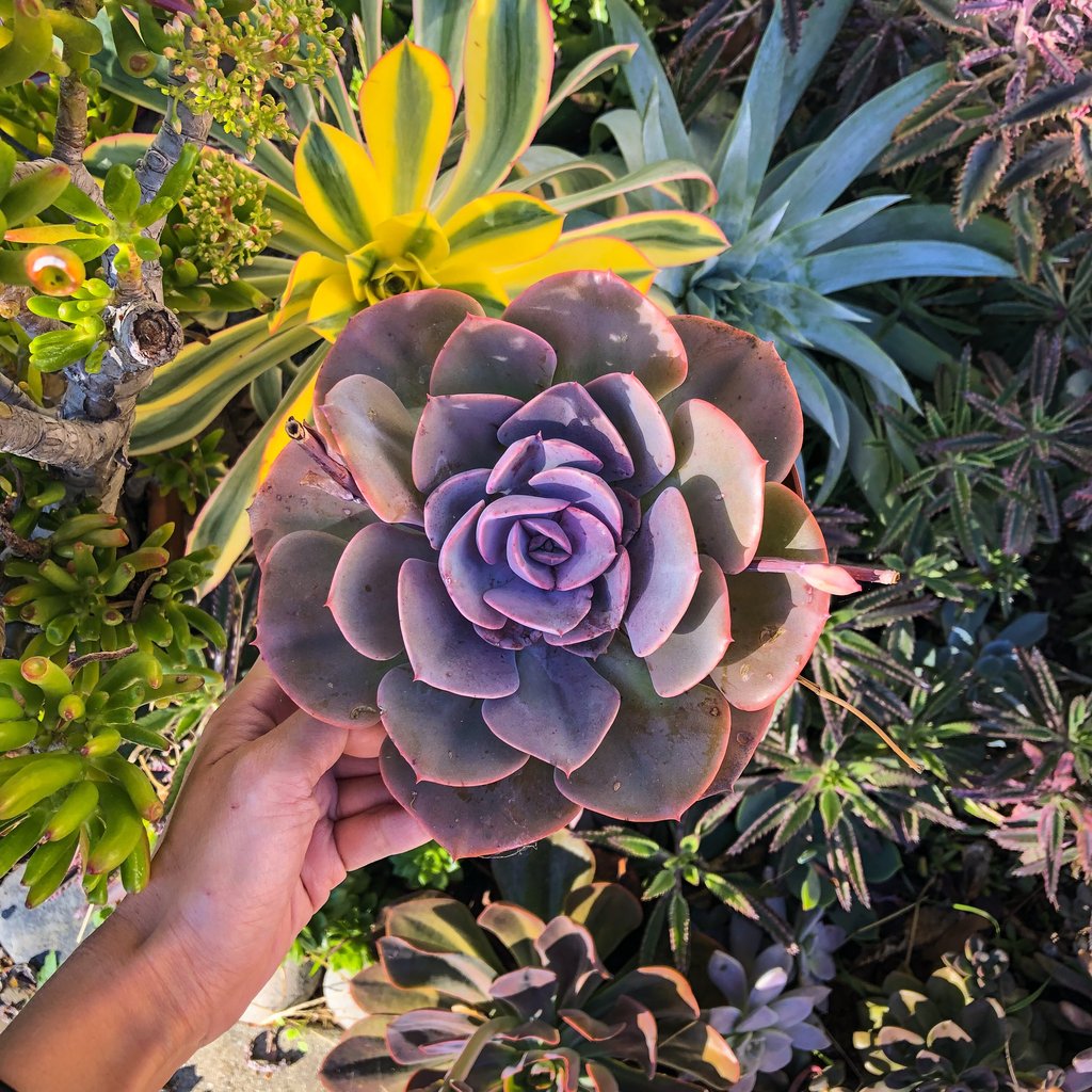 Echeveria 'Dusty Rose'