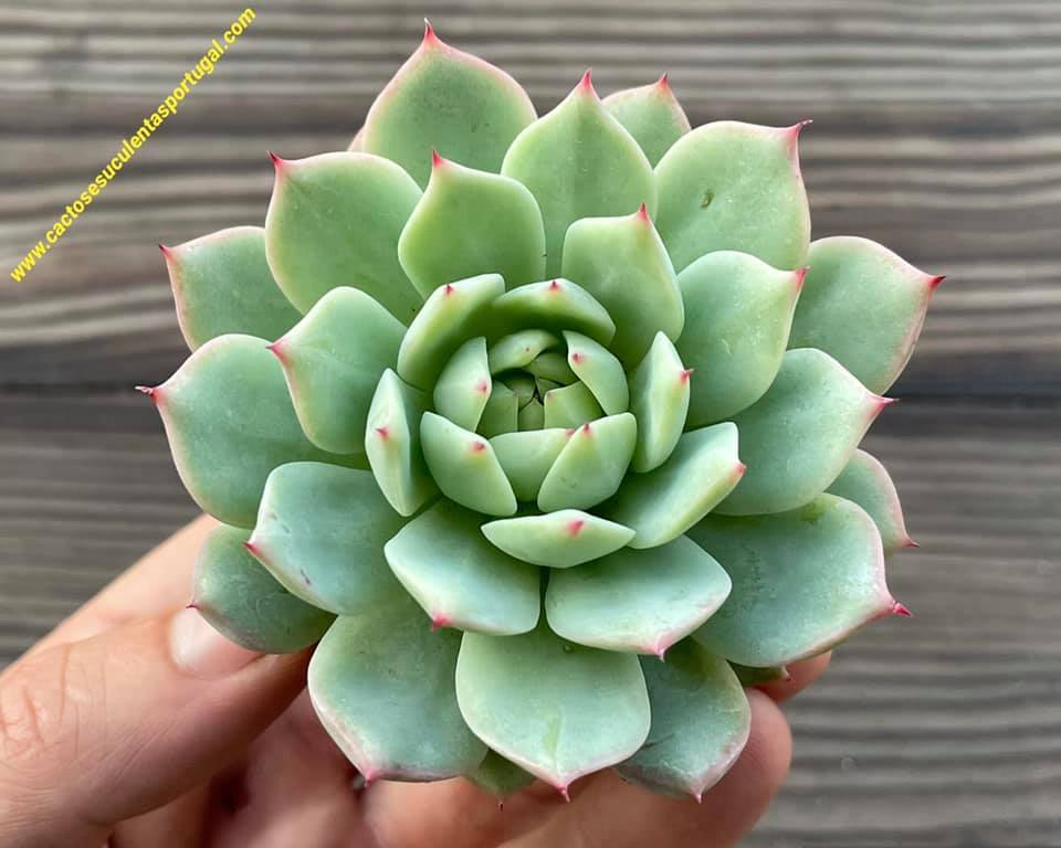 Echeveria 'Elation'