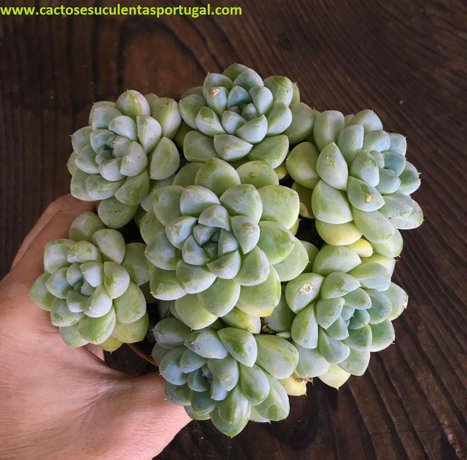 Echeveria Elegans Albicans form. "bouquet"