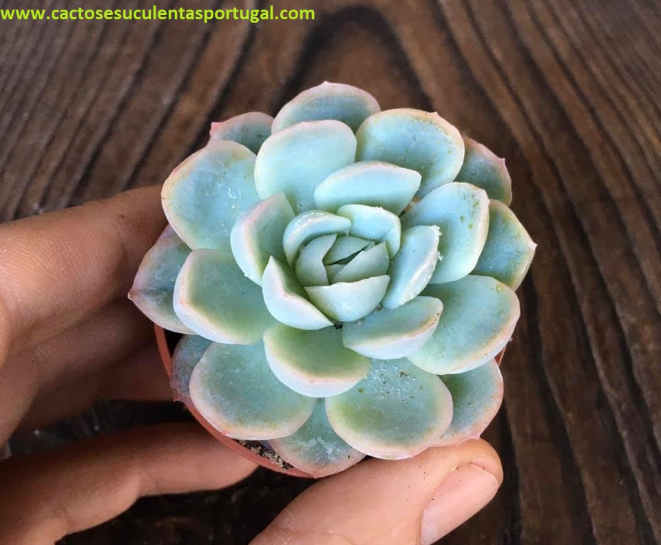 Echeveria Elegans Raspberry Ice