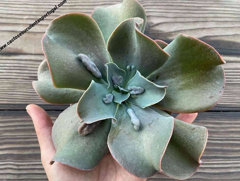 Echeveria 'Embossed Gem'