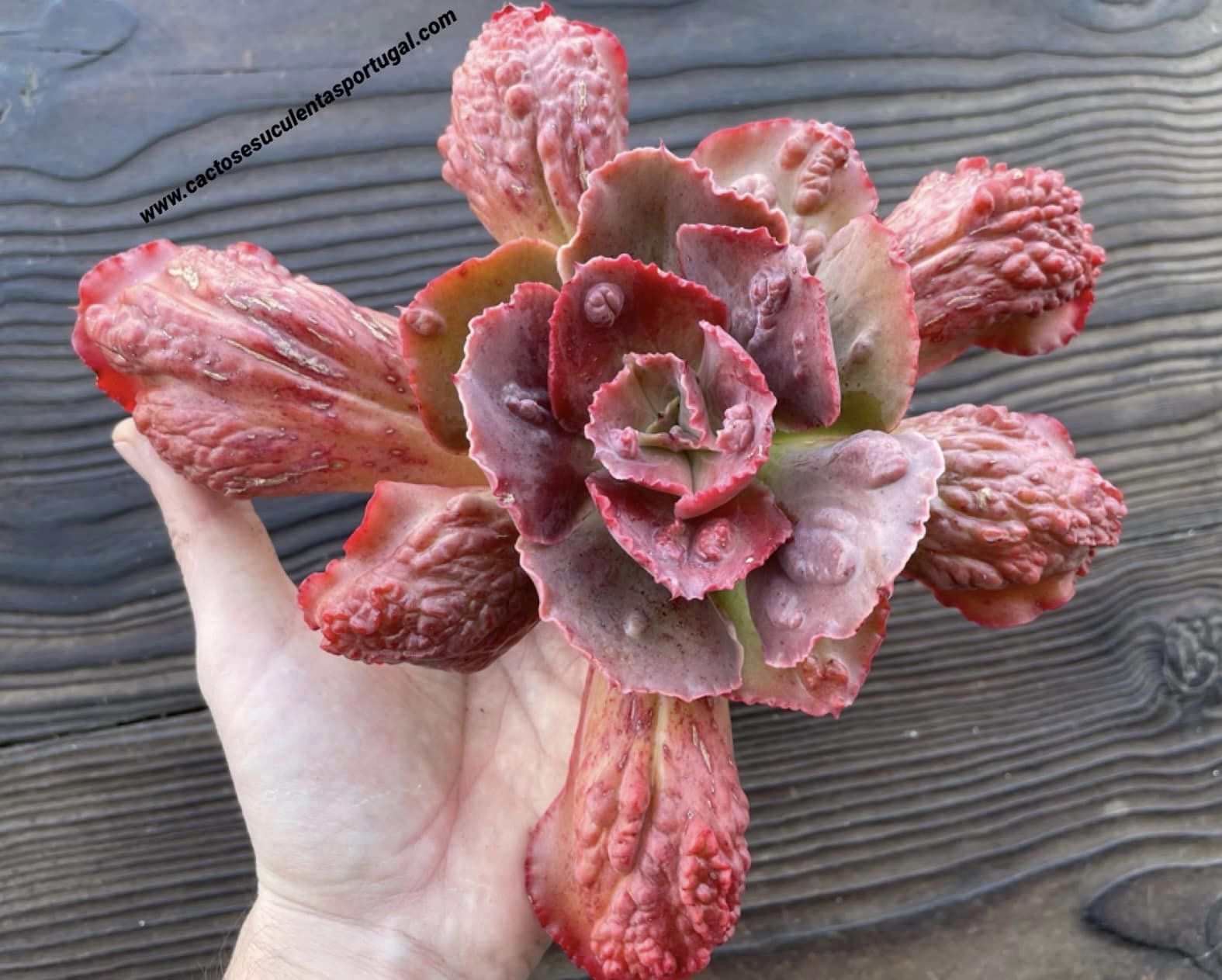 Echeveria 'Etna' II, lote 2021