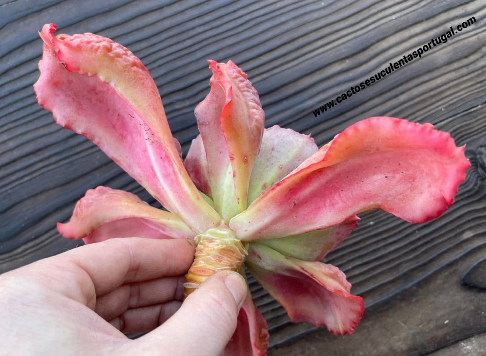 Echeveria 'Etna' II, lote 2021