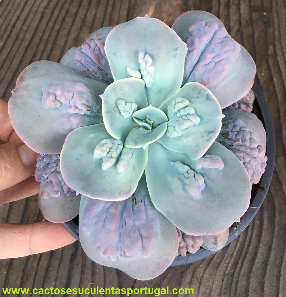 Echeveria Gibbiflora Paul Bunyan