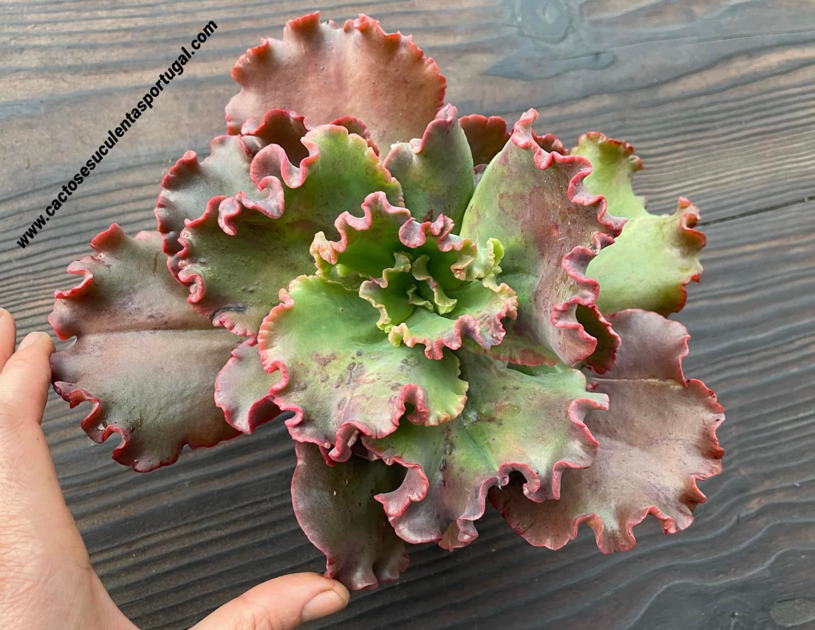Echeveria ‘Gorgon’s Grotto’